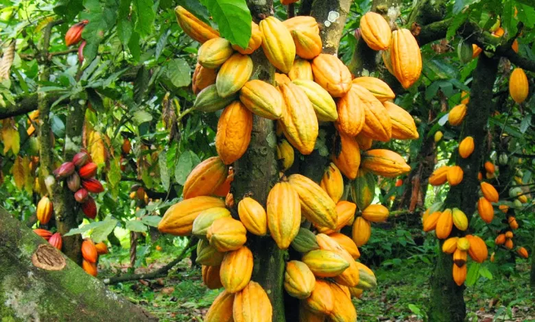 Cocoa