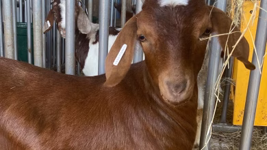 20230403 goats.jpg