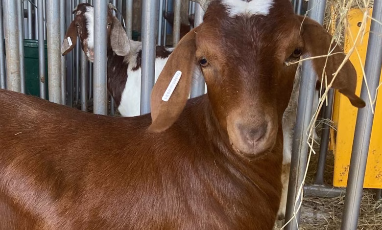 20230403 goats.jpg