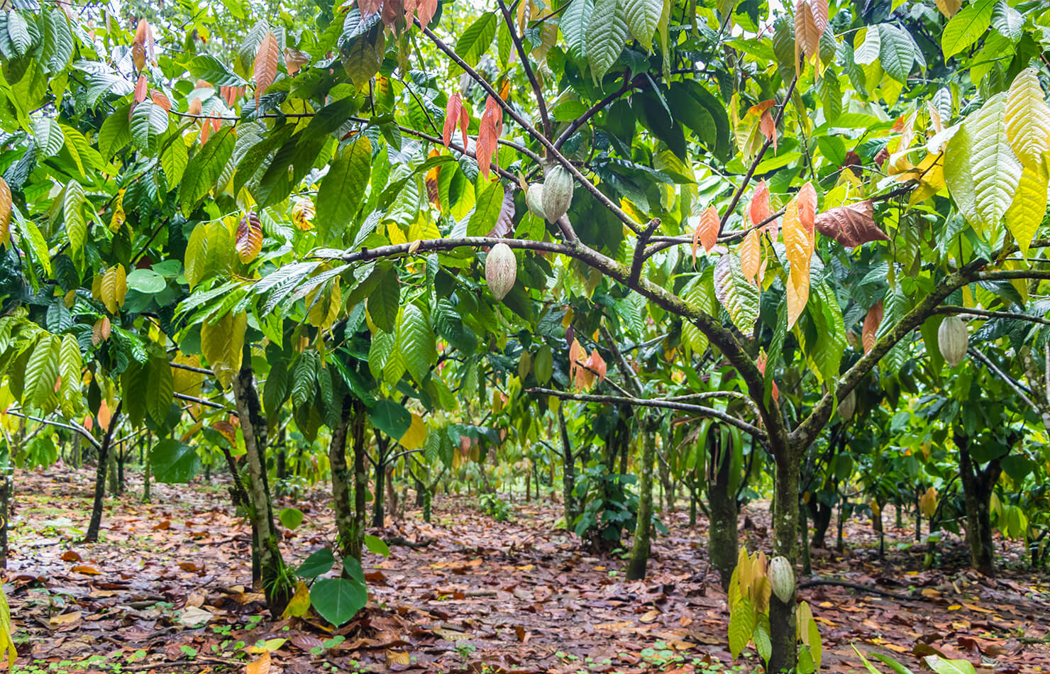 Cocoa farm