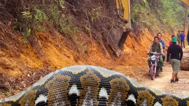 fake giant snake workers photo