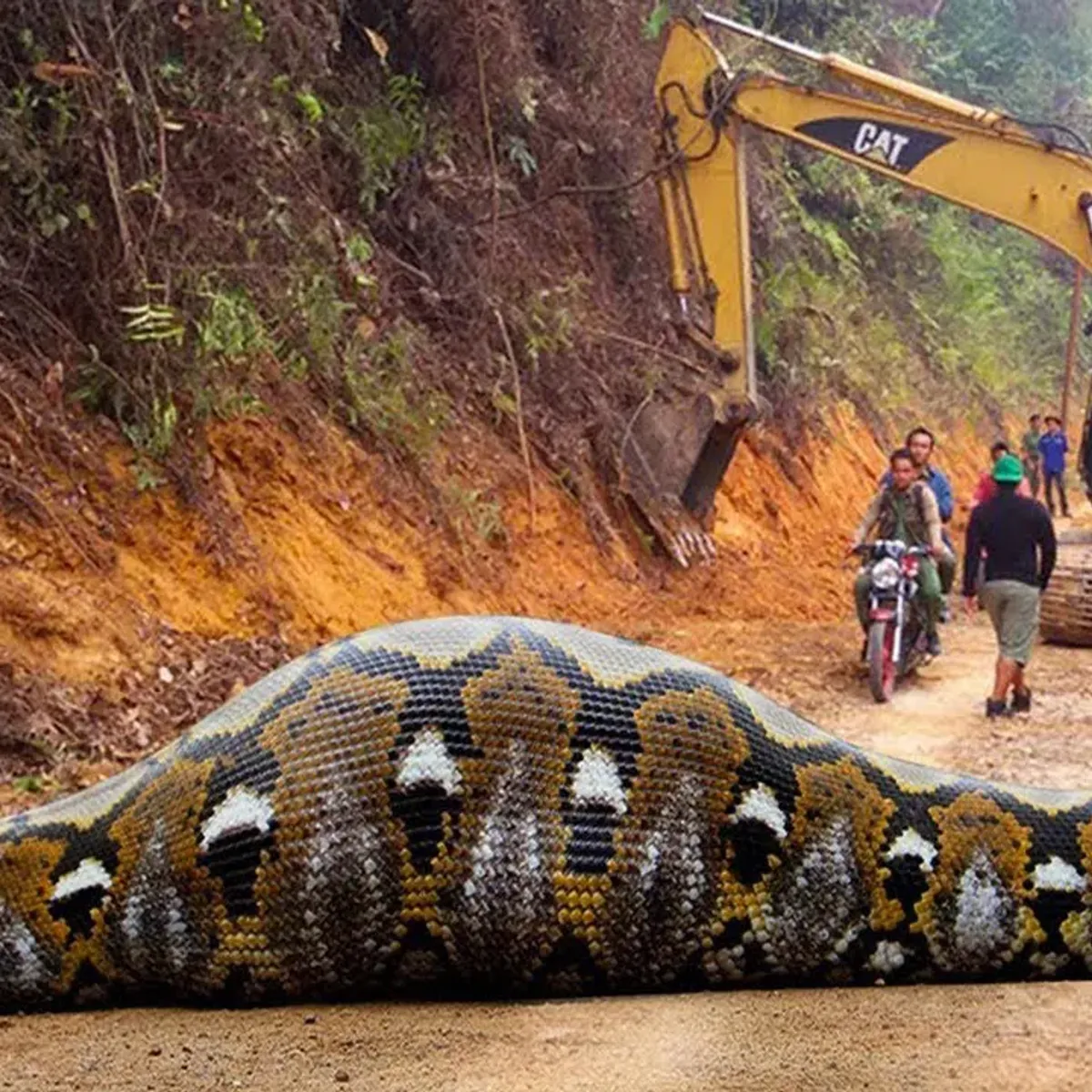 fake giant snake workers photo