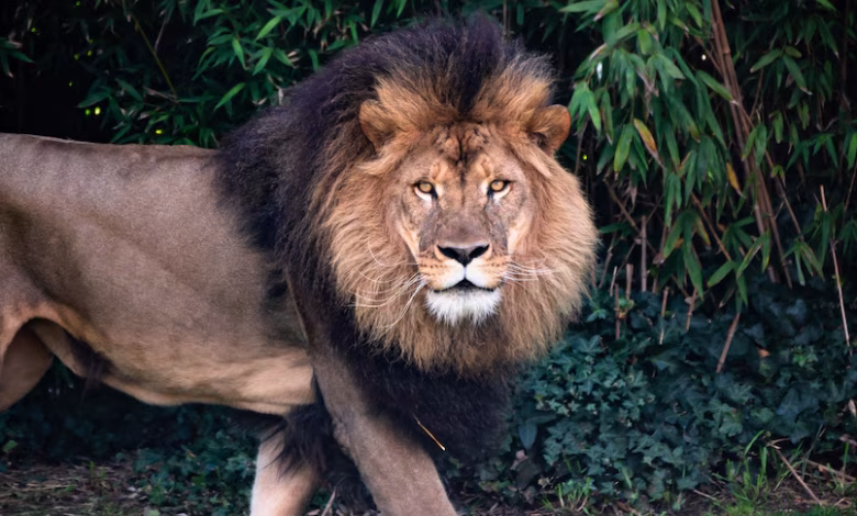 The ferocious lion