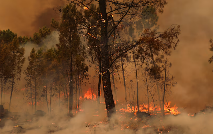 Burning area during a wildfire in Sao Pedro du sol,Portugal