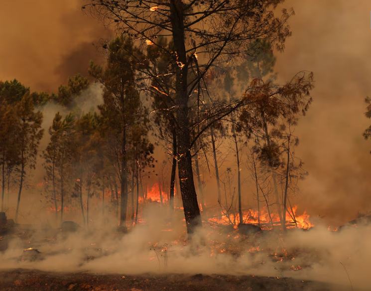 Burning area during a wildfire in Sao Pedro du sol,Portugal