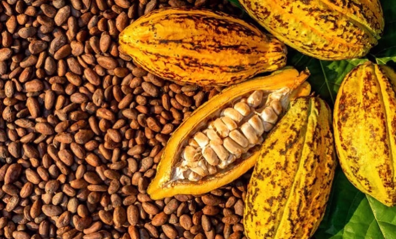 Cocoa beans