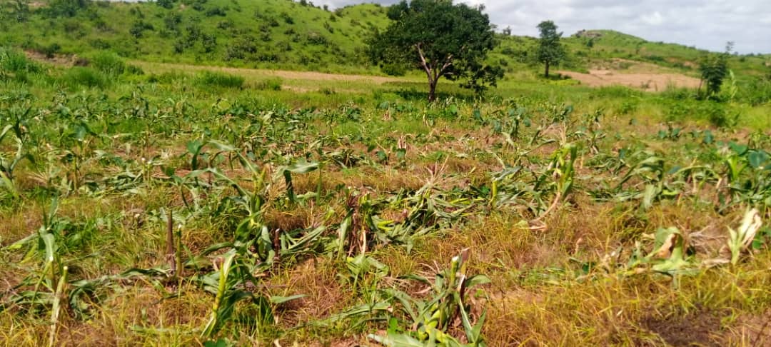 Destroyed farm