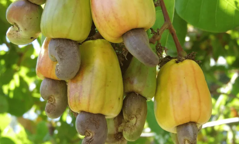 Cashew