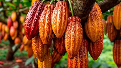 fruit ripe yellow cacao cacao tree harvest agricultural cocoa business produces group red cocoa pods hanging 304363701