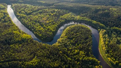 Biodiversity credits will be on the table for discussion at this month's UN biodiversity summit in Colombia