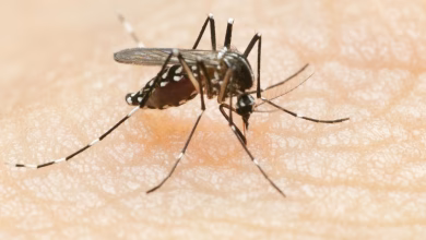 Mosquito