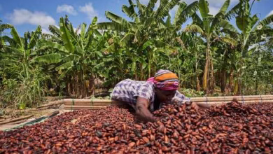 Cocoa