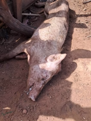 Dead Pig