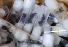 Ant Smuggle