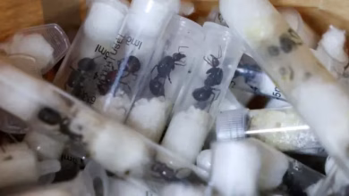 Ant Smuggle