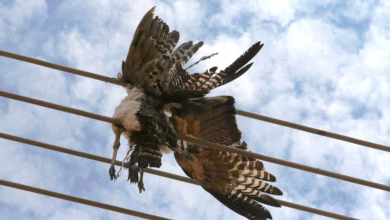 crows disrupting power networks