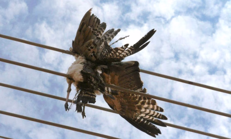 crows disrupting power networks