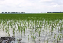 Gomoa Okyereko Rice Farms Flooded