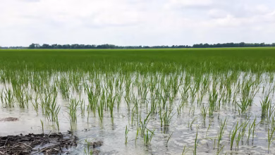 Gomoa Okyereko Rice Farms Flooded