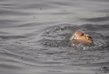 Drown in river