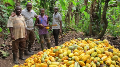 Ghana Cocoa Farmers