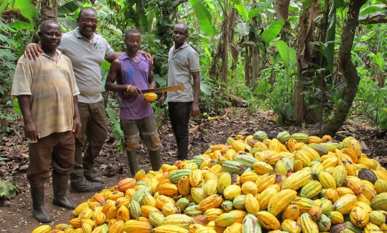 Ghana Cocoa Farmers