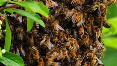 Bee Swarm