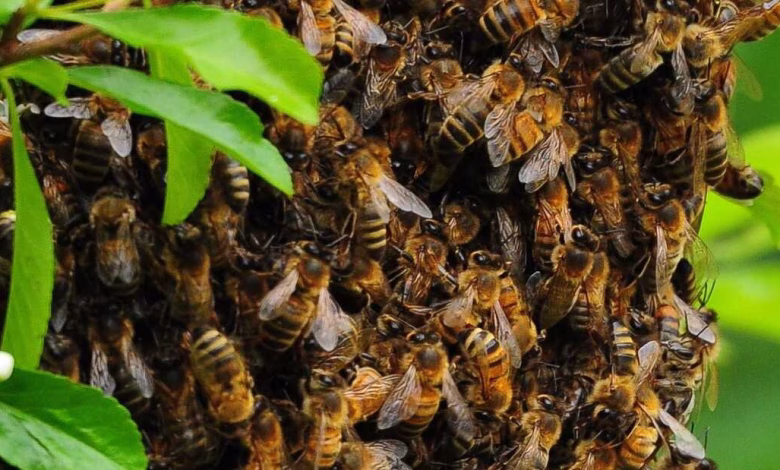 Bee Swarm