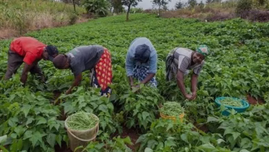 Farmers in ghana