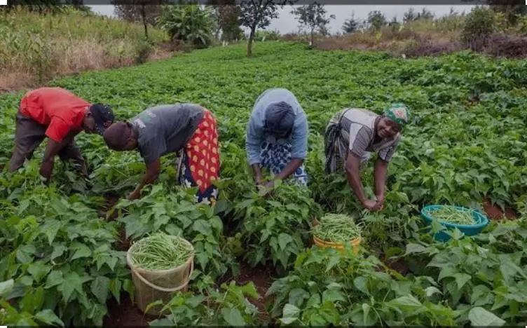 Farmers in ghana