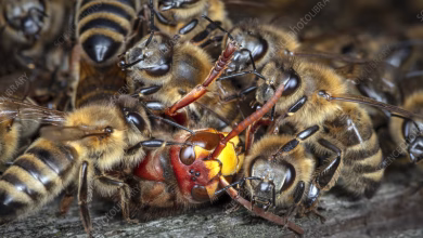 bees attack in Kwaadwamena