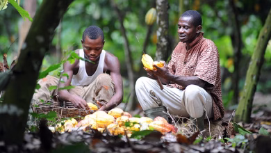 Gov’t Increases Cocoa Producer Price
